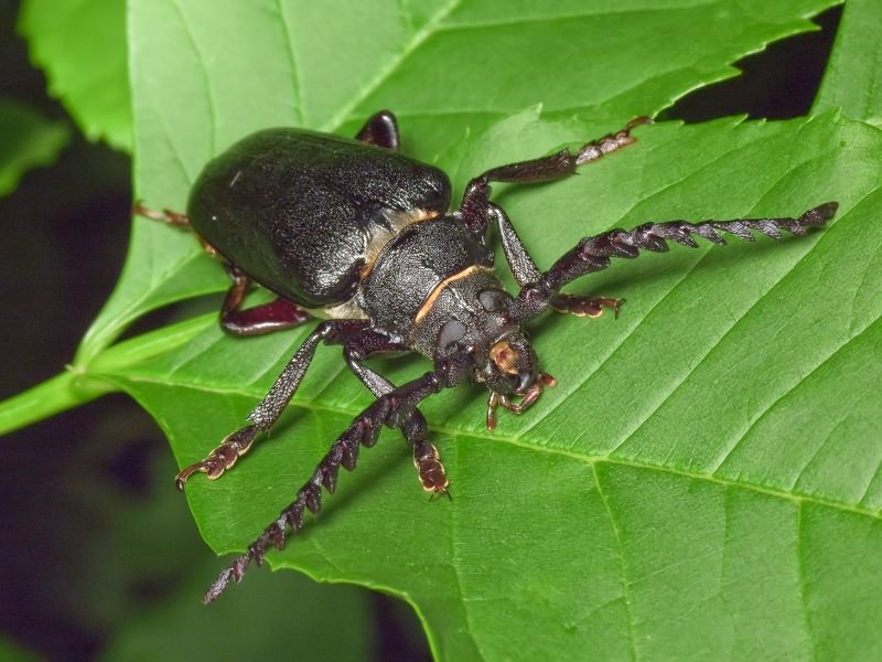 Prionus coriarius (Linnaeus, 1758)